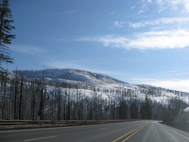 Driving from Bent to Corvallis. Barren pine trees on snowy mountains look like hair folicles.